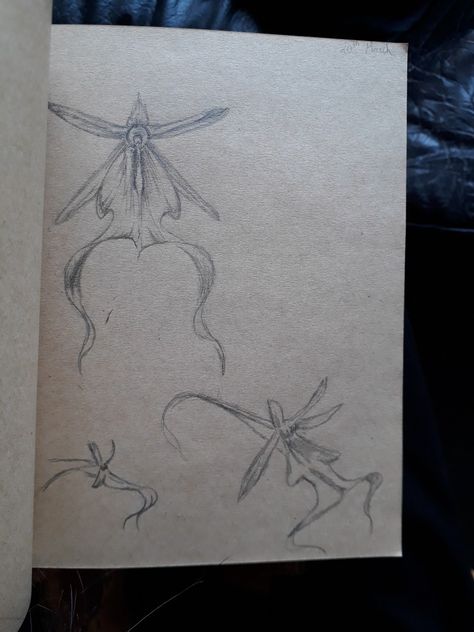 Ghost Orchid Drawing, Ghost Orchid Tattoo, Orchid Sketch, Ghost Orchid, Orchid Drawing, Orchid Tattoo, I Tattoo, Small Tattoos, Birthday Ideas