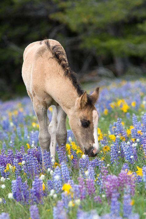 . Regnul Animal, Baby Horses, Majestic Horse, All The Pretty Horses, Horse Crazy, Pretty Horses, Horse Photography, Horse Pictures, Horse Love