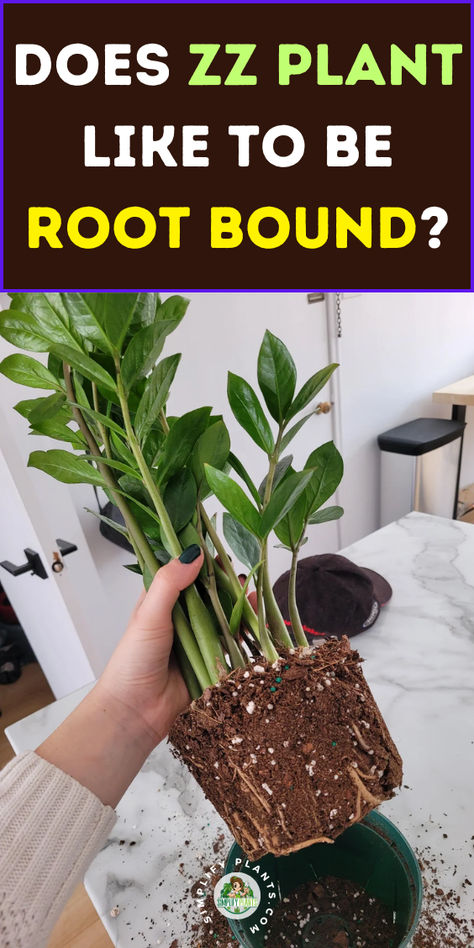 "Discover whether the ZZ plant likes to be root bound and learn the signs 
that indicate it's time to repot. This comprehensive guide covers 
everything from how to repot a ZZ plant to propagating it in water. Explore 
tips on when to repot house plants and the best practices for repotting and 
propagating your ZZ plant. Perfect for plant enthusiasts looking to keep 
their greenery thriving! " How To Repot A Zz Plant, Propagating Zz Plant, Zz Plant Propagation, Chameleon Plant, Zz Plant Care, Zz Plants, Water Ideas, Plant Home, Zz Plant