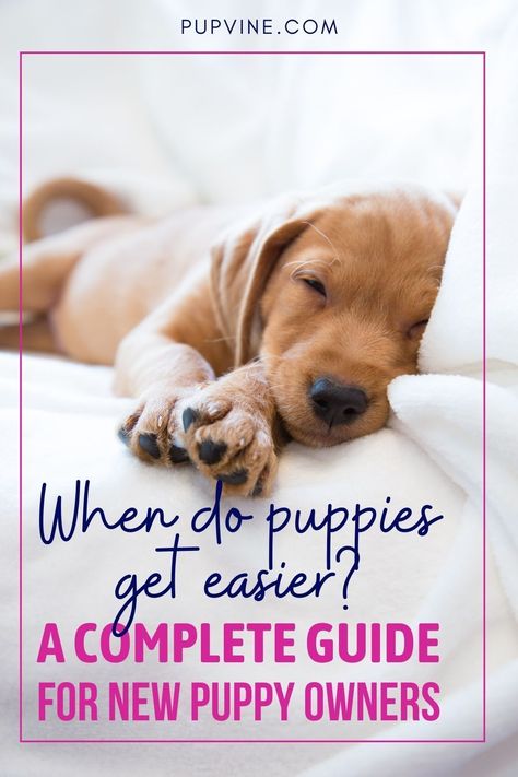 The first puppy you get will test the limits of your patience, organization, and sometimes your sanity. They are a lot of hard work, and even if you think that you are ready, they will surprise you. So, does it get any easier? Stick through this article and you will learn everything you need to know about raising a new puppy, and perhaps how to avoid the puppy blues. Make sure to save this pin! Puppy Blues, Lab Puppy Training, First Puppy, Train Your Puppy, Chocolate Lab Puppies, House Training Puppies, Puppies Tips, Easiest Dogs To Train, Dog Enrichment