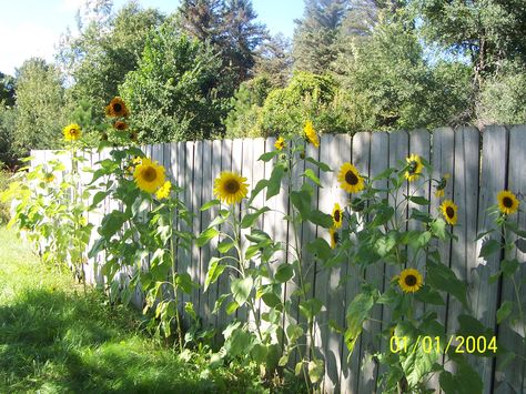 Sunflower Garden Ideas, Concrete Backyard, Growing Sunflowers, Backyard Plants, Backyard Flowers, Sunflower Pictures, Corner Garden, Sunflower Garden, Garden Pictures