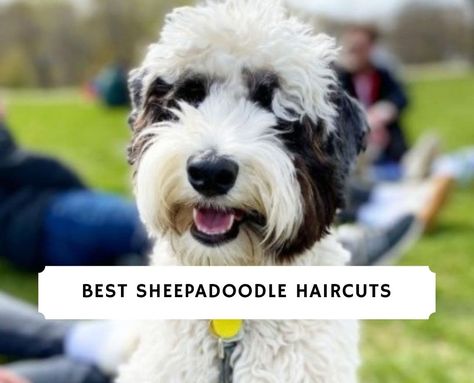 Best Sheepadoodle Haircuts: Puppy Cut & More! (2022) - We Love Doodles Sheepadoodle Haircuts, Dog Grooming Diy, Puppy Haircut, Sheepadoodle Puppy, Dog Grooming Tools, Puppy Grooming, Puppy Cut, Grooming Style, Easy Hair Cuts