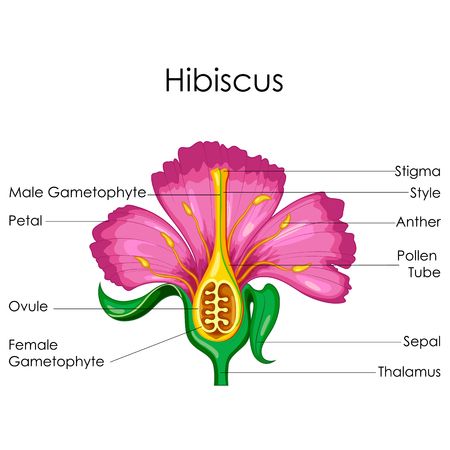 Parts Of A Hibiscus Flower, Parts Of Hibiscus Flower, Diagram Of A Flower, Science Diagram, Wishes Song, Hibiscus Flower Drawing, Flower Anatomy, Flower Parts, Science Diagrams