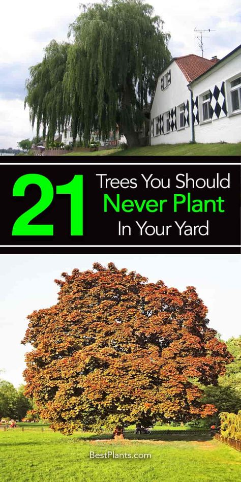 21 worse trees to plant near a house or in the yard Easy Front Yard Landscaping, Outdoor Greenery, Yard Diy, Landscaping Trees, Planting Guide, Yard Maintenance, Dirty Hands, Future Garden, Herb Gardening