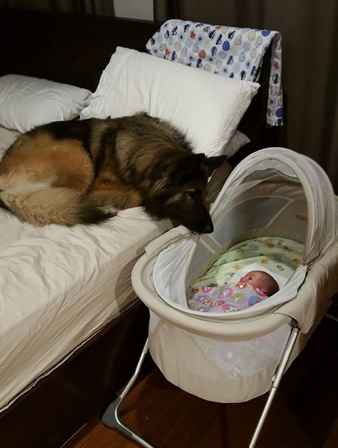 My Friends Dog Zoey Greets Their Newborn Less Then 3 Days Old Dog Ideas, Dogs And Kids, German Shepherd Dog, Puppy Pictures, Dog Dog, Baby Dogs, German Shepherd Dogs, Shepherd Dog, Beautiful Dogs