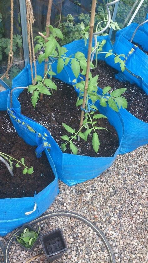 FRAKTA - genius! how to use these fun ikea bags as growbags for tomatoes & other vegetables - IKEA Hackers Suburban Gardening, Inexpensive Raised Garden Beds, Ikea Bags, Ikea Bag, Ikea Garden, Gardening Hacks, Ikea Hackers, Veg Garden, Grow Bags