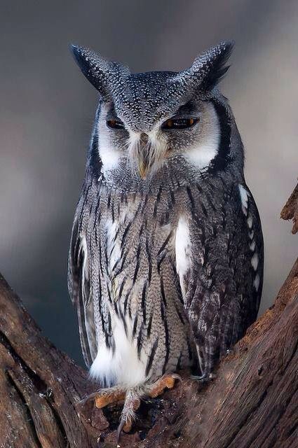 Northern white faced owl Awesome Owls, Nocturnal Birds, Owl Photos, Hoot Owl, Owl Pictures, Beautiful Owl, Airbrush Art, Owl Bird, Owl Art