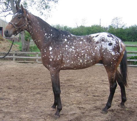 1000+ images about Horse Color Galore: Snowflake on Pinterest | Appaloosa, Snowflakes and Appaloosa horses Snowflake Appaloosa, Emotional Therapy, Horse Markings, Rare Horses, Dances With Wolves, Horse Colors, American Saddlebred, Appaloosa Horse, Most Beautiful Horses