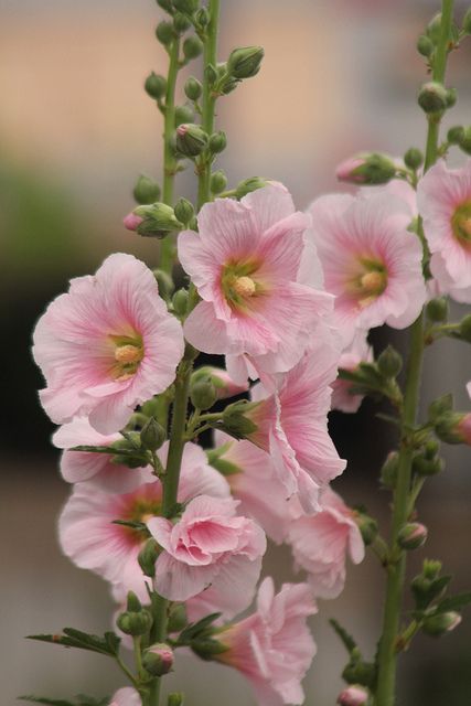 the hollyhock by avis_gaius1956, via Flickr Hollyhocks Aesthetic, Hollyhocks Flowers, Pink Garden, Flowering Trees, Beautiful Blooms, Flower Pictures, Amazing Flowers, Love Flowers, Cottage Garden