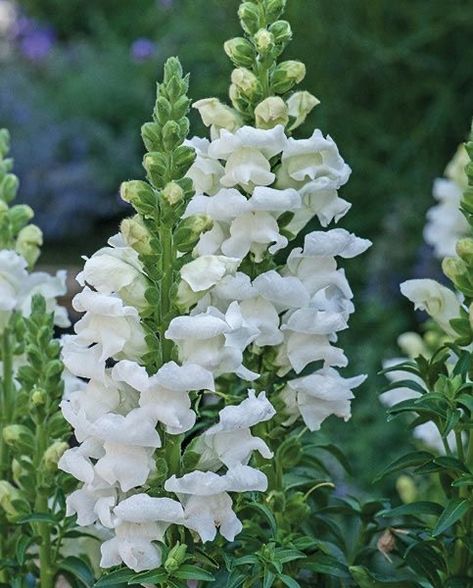 Suburban Garden, Royal Bride, Snapdragon Flowers, Farm Nursery, Royal Brides, Moon Garden, White Garden, Plant Combinations, Plant List