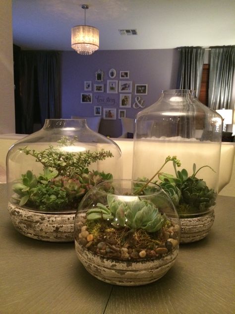 Dining table centerpiece using succulents from West Elm & Home Depot and terrariums from World Market Large Succulent Terrarium, Plants As Centerpieces, Quinceañera Planning, Home Plants Indoor, Home Plants Decor, Round Dining Table Decor, Centerpiece For Dining Table, Plant Centerpieces, Plants Bedroom