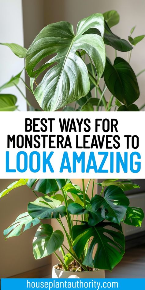 Discover the secrets to healthy monstera leaves with our comprehensive guide. Learn essential Monstera plant care tips to ensure your indoor houseplants thrive and stay long-lasting. Perfect for beginners looking to enhance their plant care skills. Indoor Plants For Beginners, Pothos Plant Care, Monstera Plant Care, Plants For Beginners, Houseplant Care, Plant Care Tips, Philodendron Monstera, Pothos Plant, Plant Supplies