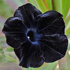 Petunia Aesthetic, Black Velvet Petunia, Black Petunias, Petunia Flower, Goth Garden, Gothic Garden, Witch Garden, Tulip Bulbs, Unusual Plants