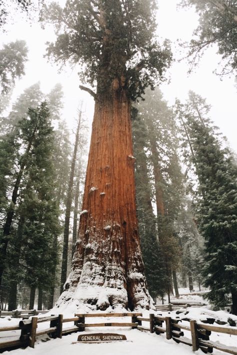 Yosemite National Park Winter, Calm Pictures, Yosemite Winter, Yosemite Photos, Nature 4k, Yosemite Camping, Snow Images, Mountain Girl, Adventure Travel Explore