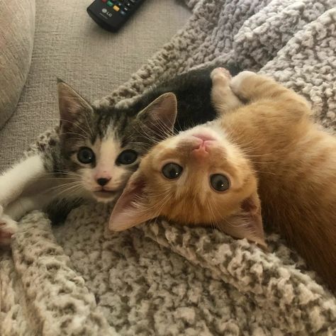 Cute Cats Together, Cat Besties, Two Cute Cats, 2 Cats, Söt Katt, Silly Cats Pictures, Two Cats, Cute Cats Photos, New Cat