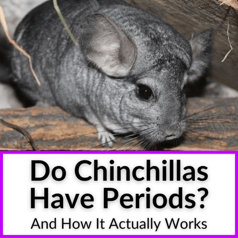 Do chinchillas have periods? Female chinchillas go into heat, but they do not have periods as we understand them. The most important thing to be aware of... Chinchilla Habitat Ideas, Chinchilla Care Tips, Chinchilla Care Guide, Chinchilla Play Area, Chinchilla Tips, Chinchilla Diet, Diy Chinchilla Cage, Chinchilla Cage Ideas, Diy Chinchilla Toys