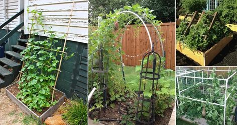 We've got wonderful DIY Cantaloupe Trellis Ideas that will help you support your plants and get a delicious harvest! Cantaloupe Trellis Diy, Vertical Cantaloupe Garden, Cantaloupe Trellis Ideas, Cantaloupe Trellis, Trellis Ideas Garden, Outdoor Trellis Ideas, Vertical Trellis, Garden Trellis Ideas, Small House Garden