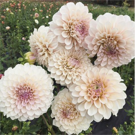 Swoon-worthy Dahlia Varieties for your Cut Flower Garden | Shifting Roots Types Of Dahlias, Cream Dahlia, Flowers Types, Dahlia Varieties, Farm Flowers, Growing Cut Flowers, Dahlia Garden, Nice Flower, Annual Garden