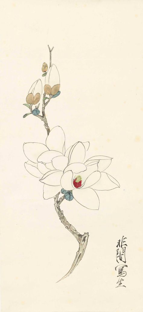 Magnolia Drawing, Mulan Tattoo, Chinese Magnolia, Chinese Painting Flowers, Chinese Ink Painting, Magnolia Paint, Magnolia Tattoo, Asian Flowers, Chinese Paintings