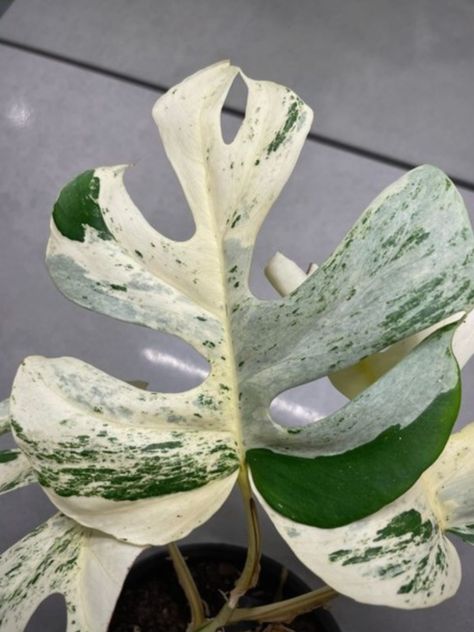 Rhaphidophora Tetrasperma, Paper Plants, Balcony Plants, Inside Plants, White Plants, Variegated Plants, Plant Decor Indoor, Unusual Plants, Plant Aesthetic