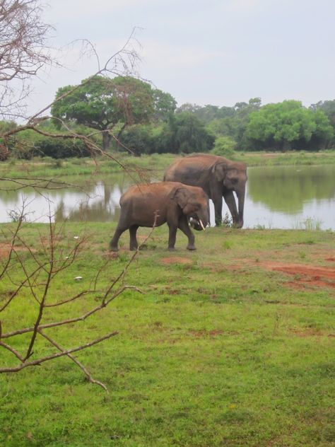 Yala National Park, Sri Lanka Yala National Park Sri Lanka, History Of Sri Lanka, Monitor Lizard, Wild Waters, He Is Alive, Park Landscape, Asian Elephant, Southern Africa, Art Architecture