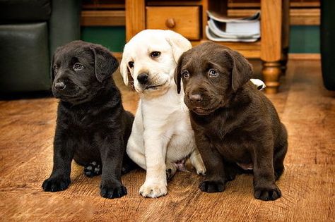 Black, brown & white lab puppies Labrador Noir, Labrador Retriever Puppies, Lab Puppies, Labrador Puppy, Cavalier King Charles Spaniel, Cavalier King Charles, Newfoundland, Australian Shepherd, Yorkshire Terrier