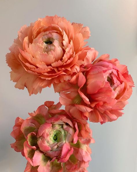 Blush Ideas, Change Can Be Beautiful, Fleur Aesthetic, Peach Peonies, Instagram Autumn, Peach Flowers, Coral Peach, Single Flower, Be Beautiful