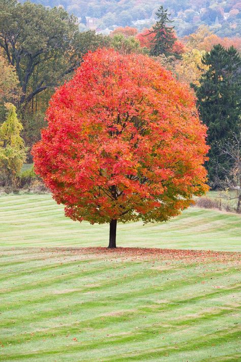 Sugar Maple Maple Trees Landscape, New Home Landscaping, Maple Tree Varieties, Sugar Maple Tree, Maple Tree Landscape, Types Of Hydrangeas, Oakleaf Hydrangea, Live Tree, Japanese Maple Tree