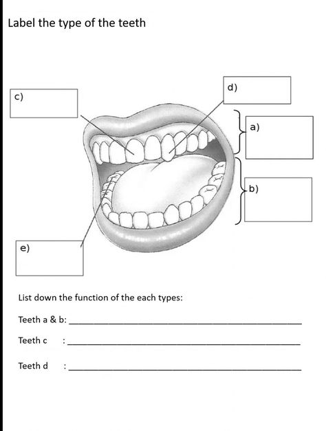 Types Of Teeth, Teeth Worksheet, Parts Of A Tooth, Types Of Teeth Worksheet, Tooth Surfaces Chart, Types Of Teeth Diagram, Teeth Eruption Chart, Tooth Morphology Dental, Dental Assistant Study Guide