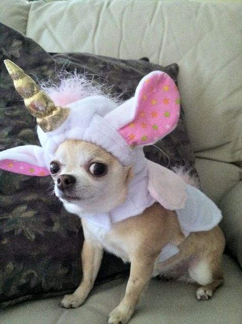 my dog was a unicorn for Halloween! Funny Chihuahua Pictures, Animal Memes Cute, Dog Ear Tattoo, Unicorn Dog, Cute Pet Dog, Chihuahuas Dogs, Dogs Chihuahua, Puppy Memes Funny So Cute, Chihuahua Puppies For Sale