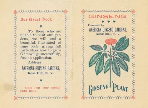 Ginseng, the Smithsonian Folklife Festival, and Appalachian archives – Appalachian Curator Appalachian Art, Appalachian Folklore, Appalachian Folk Medicine, Old Gods Of Appalachia, The Appalachian Trail, 1930s Appalachia, Appalachian State University, Stories Of Success, Rose Hill