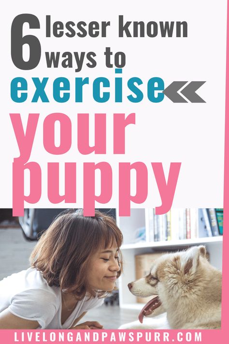 how to exercise your dog #dogtips #dogs101 #allaboutdogs Indoor Dog Park, Ways To Exercise, Brain Games For Dogs, Dog Wellness, Dog Exercise, Dog Brain, Indoor Dog, Dog Hacks, Dog Biting