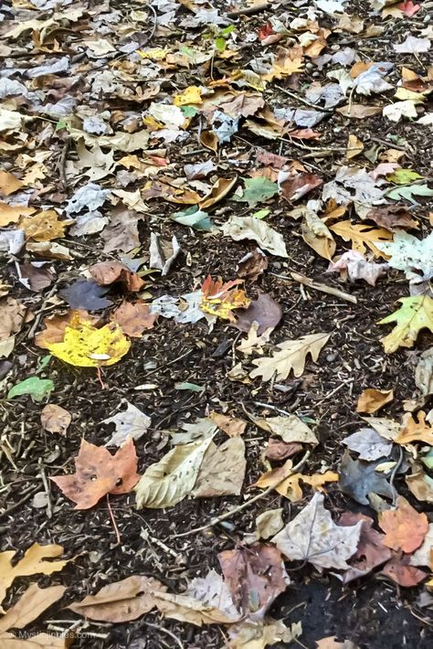 Forest Floor Photography, Bug Background, Treehouse Inspiration, Mushroom Theme, Venom 2018, Adventure Picture, Forest Leaves, Textiles Projects, Forest Background