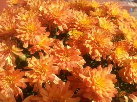 https://flic.kr/p/ptCcft | chrysanthemum | orange Chrysanthemum Colors, Chrysanthemum Flower Aesthetic, Chrysanthemum Aesthetic, Crysantenum Flower, Orange Chrysanthemum, Fall Collage, Orange Dahlia, Wonderland Characters, Orange Blossoms