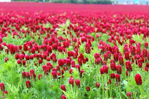 Crimson Clover, Clover Seed, Grow Gorgeous, California Garden, Invasive Plants, Covered Garden, Invasive Species, Charming Garden, Plant Combinations