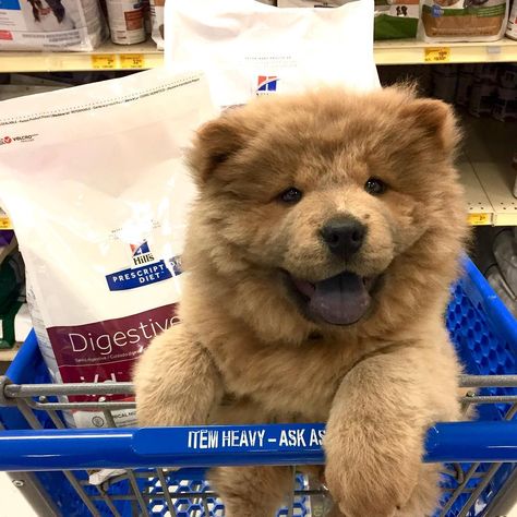 Childhood Teddy, Teddy Bear Puppies, Teddy Bear Dog, Giant Teddy Bear, Giant Teddy, Teddy Dog, Real Dog, Really Cute Dogs, Simple Joys