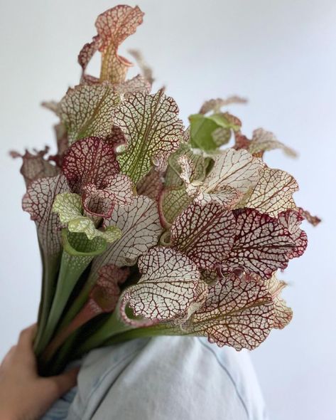 Potomac Floral Wholesale on Instagram: “Fewer flowers are this fiercely cool. Cobra Lily (aka Sarracenia) are a pitcher plant, meaning they are carnivorous! These bug eaters mask…” Cobra Lily, Carnivorous Pitcher Plant, Pitcher Plants, Flower Varieties, Wedding Reception Flowers, Flower Guide, Pitcher Plant, Seasonal Flowers, Plant Nursery