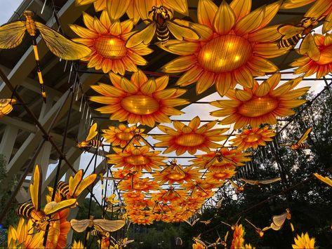 Lantern Festival, Paper Lanterns, Van Gogh, Cleveland, Lanterns, Sunflower, Festival, Van, Plants