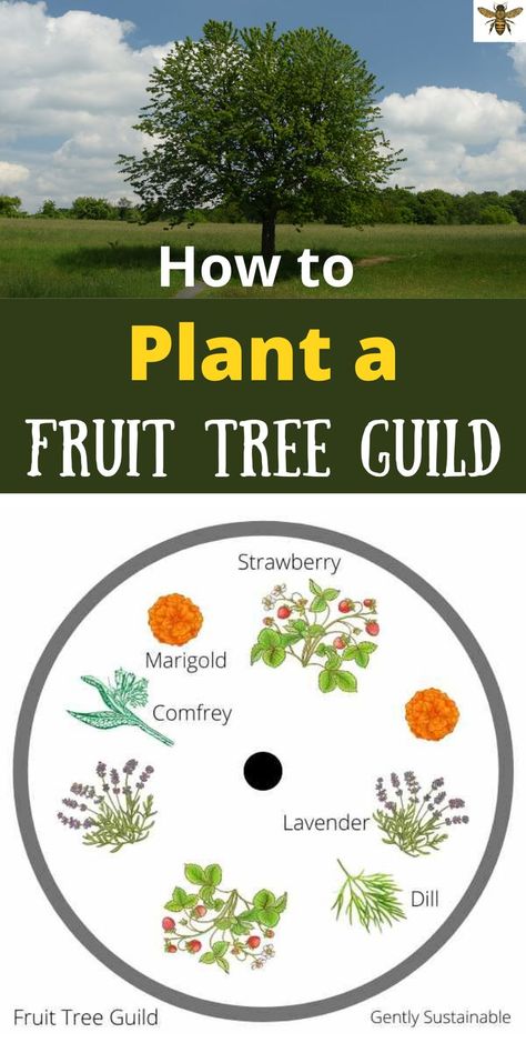 Fruit Trees In Raised Beds, Fruit Tree Backyard Landscape, Fruit Guild Layout, Underplanting Fruit Trees, What To Plant Around Fruit Trees, Citrus Orchard Layout, Fruit Trees For Zone 8, Backyard Landscaping With Fruit Trees, Fruit Tree Guild Permaculture Design