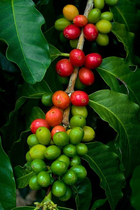 Coffee Bean Tree, Mural Cafe, Coffee Board, Coffee Tattoos, Kona Coffee, Coffee Tree, Caffeine Content, Coffee Plant, Healthy Coffee