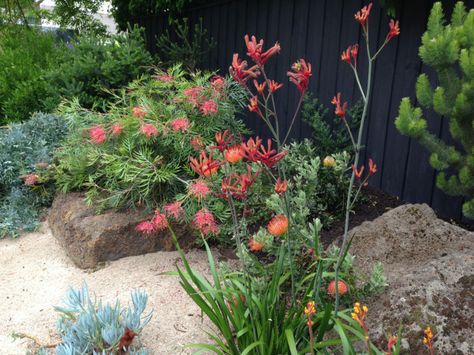 Bush Rock Garden, Melbourne Garden Ideas, Landscaping Australia, Sustainable Garden Design, Dry Gardens, Rockery Garden, Australian Garden Design, Red Kangaroo, Bush Garden