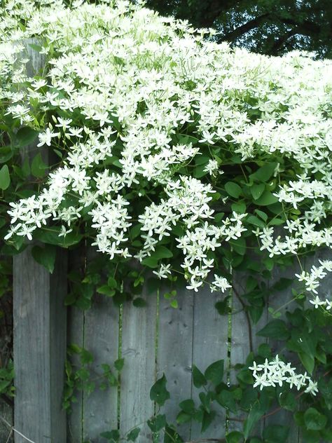 Bridal Wreath Spirea, Sweet Autumn Clematis, Autumn Clematis, Clematis Plants, Landscape Outdoor, Bridal Wreath, Garden Beautiful, Moon Garden, Garden Yard Ideas