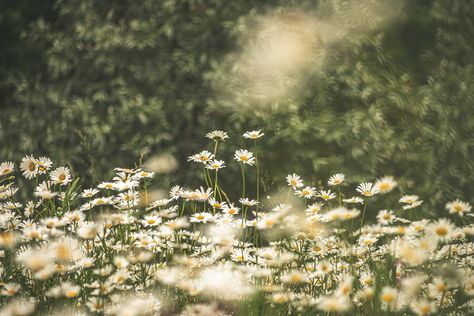 white common daisy flower field photo – Free Plant Image on Unsplash Garden Header Aesthetic, Common Daisy, Destop Wallpaper, White Background Hd, Flower Desktop Wallpaper, Daisy Image, Hd Landscape, Field Wallpaper, Tiny White Flowers