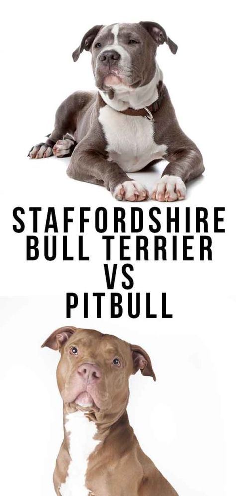 Staffordshire Bull Terrier Vs Pitbull - Which Is Best? Staffy Bull Terrier, Pitbull Bull Terrier, Staffordshire Terrier Puppy, American Staffordshire Bull Terrier, Staffordshire Bull Terrier Puppies, Bull Terrier Tattoo, Pitbull Dog Breed, Bull Terrier Puppy, Cat Kennel