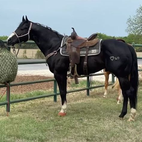 Aqha Stallion, Aqha Horses, Beautiful Horses Photography, Barrel Racing Horses, Rodeo Horses, Barrel Horse, Rodeo Life, Horse Wallpaper, American Quarter Horse