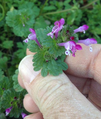 Henbit Medicinal Weeds, Wild Foraging, Weeds In Lawn, Medicinal Herbs Garden, Edible Wild Plants, Witch Garden, Foraged Food, Wild Edibles, Wild Plants