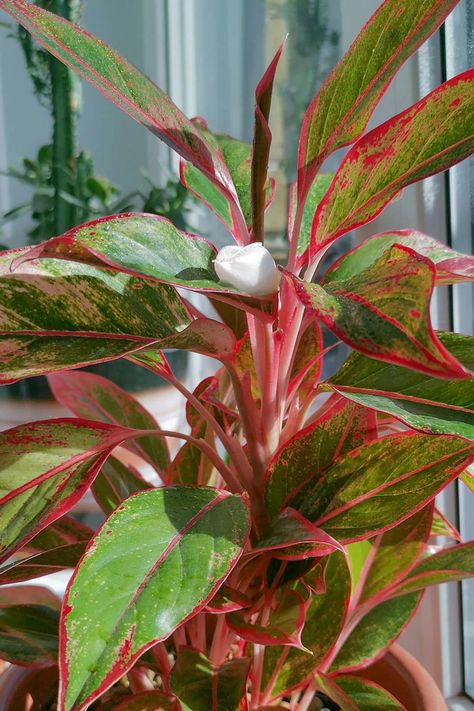 Aglaonema Plant Care, Aglaonema Plant, Colorado Flowers, Chinese Evergreen Plant, Chinese Plants, Home Flower Decor, Bulbous Plants, Bog Garden, Plant Care Houseplant