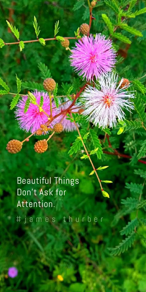 Plant Positive Thoughts, Positive Flower Quotes, Greenary Photoshoot Quote, Nice Weather Quotes, Flower Captions, Flower Captions For Instagram, Nature Quotes Beautiful, Quote Photography, Nature Photography Quotes