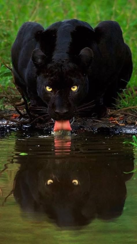 Black Panther Cat, Panther Cat, Jaguar Animal, Regnul Animal, Black Jaguar, A Black Cat, Majestic Animals, Cheetahs, Wildlife Animals