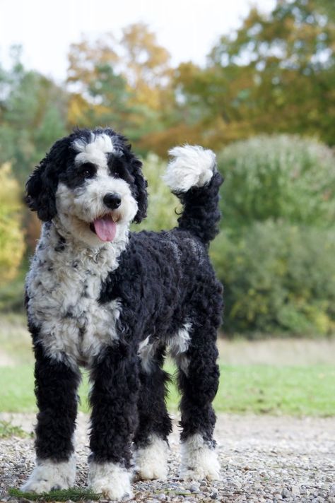 Merle Sheepadoodle, Sheepadoodle Grooming, Labradoodle Hair, Sheep Doodle, English Sheepdog Puppy, Moyen Poodle, Lovers Tattoo, Sheepadoodle Puppy, English Dogs